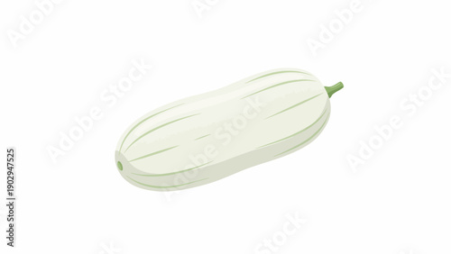 Freshly illustrated white gourd a versatile vegetable known for its mild flavor and culinary uses