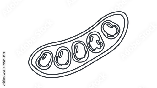 Outline illustration of a fresh soybean pod with multiple beans, perfect for healthy eating