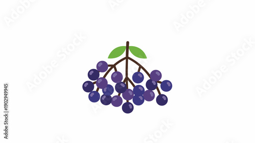 Simple illustration of a dark purple berry cluster with green leaves on a white background