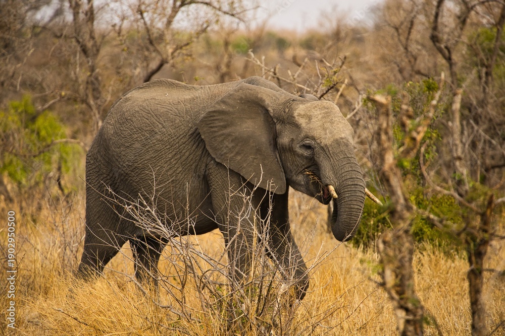 Fototapeta premium Elephants with their young in Kruger National Park, South Africa 
