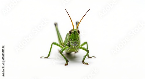 Green Grasshopper Isolated on White Background.