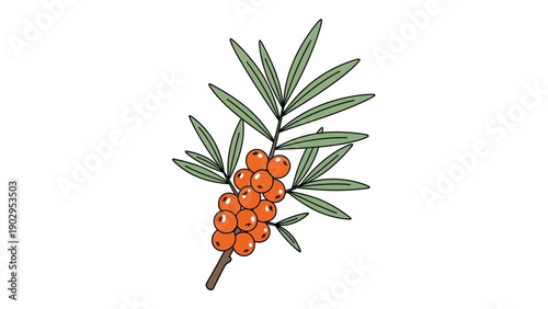 Illustration of a vibrant sea buckthorn branch with healthy orange berries and green leaves a
