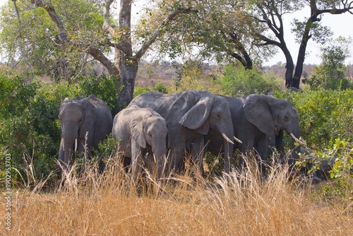 фотографія Elephants with their young in Kruger National Park, South Africa