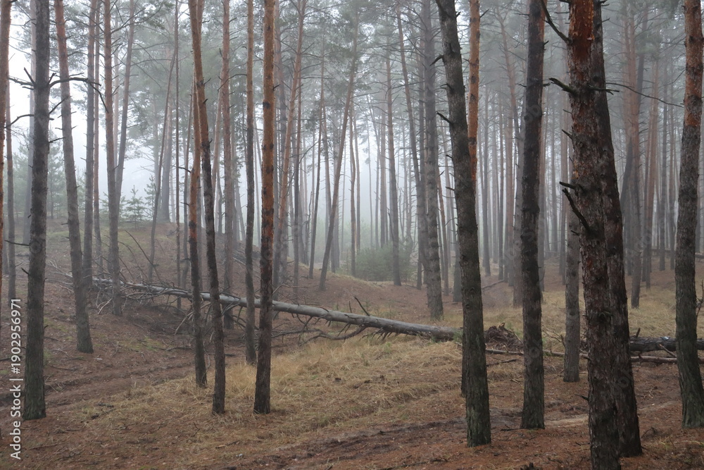 Fototapeta premium Fallen tree in foggy pine forest wilderness.