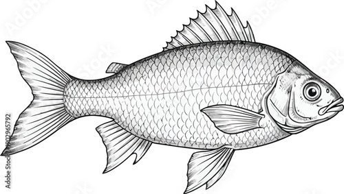 Detailed illustration of a fish with scales and fins in a side view