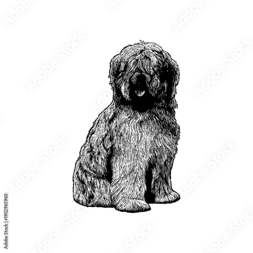 Photos Hand drawn Catalan Sheepdog illustration in detailed black and white line art style