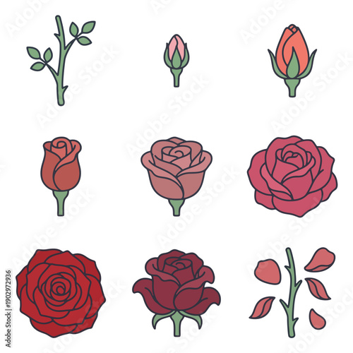 Rose Flower Growth Stages Flat Vector Illustration Set