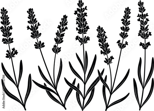 Lavender flower silhouette collection with elegant botanical branches, black floral vector illustration set, perfect for herbal designs, aromatherapy branding, natural cosmetics, packaging