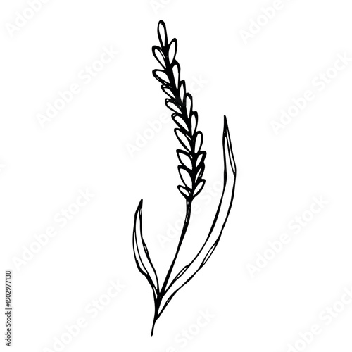 Hand drawn cereal wheat oat rye barley rice ears spikelet clipart Organic wheat bread agriculture farming harvest healthy food Single element for print packaging label design decor