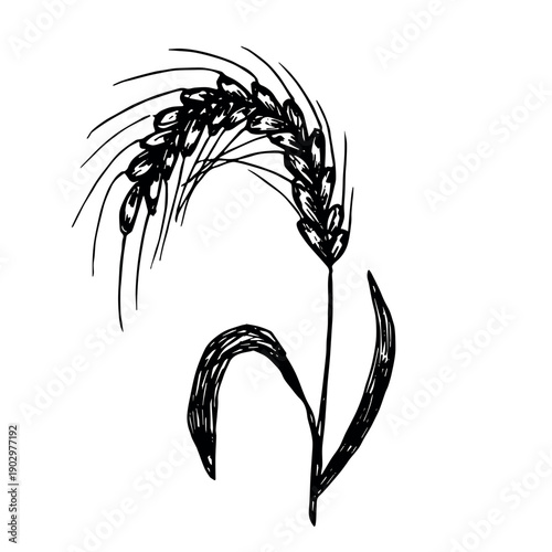 Hand drawn cereal wheat oat rye barley rice ears spikelet clipart Organic wheat bread agriculture farming harvest healthy food Single element for print packaging label design decor