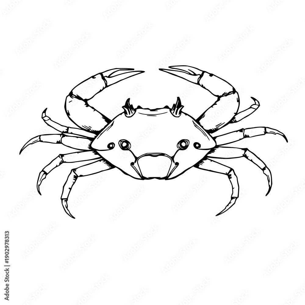 Fototapeta premium Hand-drawn scientific illustration of a horseshoe crab for marine biology studies, antique etching style with white background.