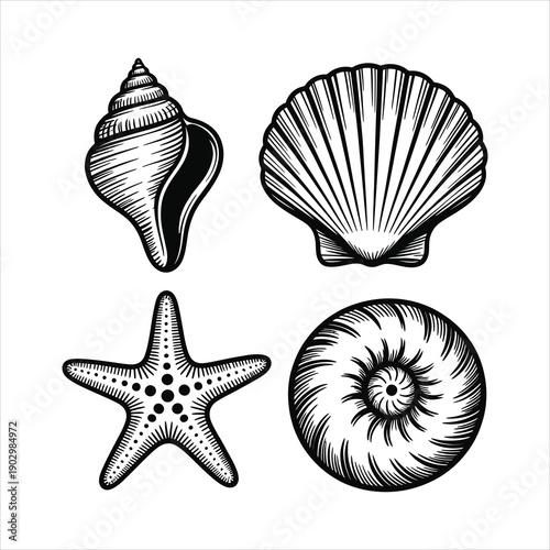 Detailed monochrome illustrations showcasing diverse marine shells and a beautiful five armed starfish