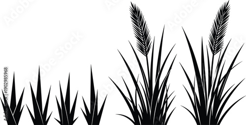 Tableau sur toile Black silhouette of wild prairie grass and tall reeds with feathery plumes on white background, nature element for landscape vector design