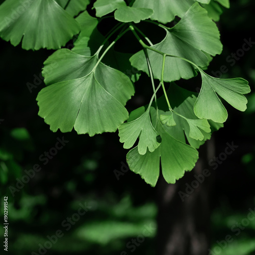 Close-up view of vivid green ginkgo leaves, showcasing delicate venation and ...