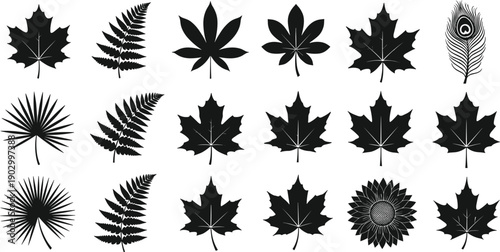 Botanical leaf silhouette icon set illustration, maple fern palm sunflower peacock feather nature elements black vector collection isolated on white background