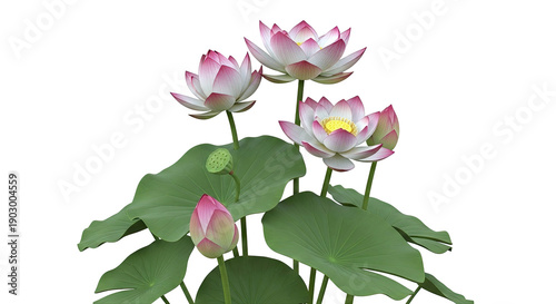 Pink Lotus Flowers and Buds with Green Leaves