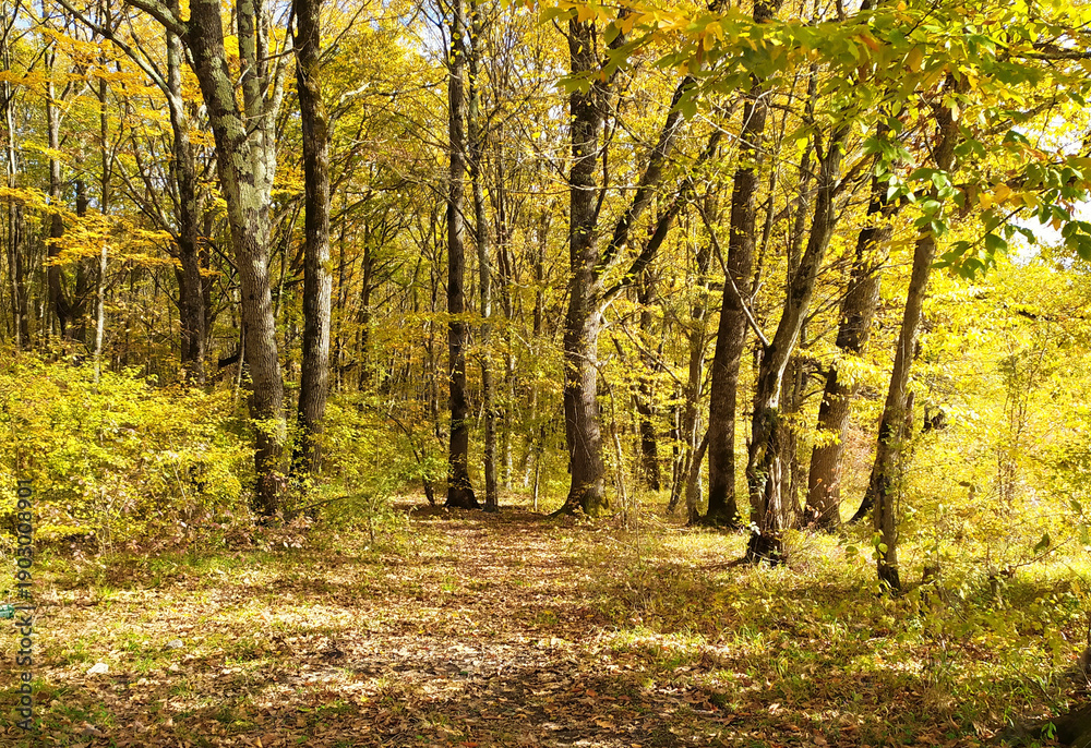 Obraz premium A fairy-tale autumn forest in all its colors, dressed in lush yellow foliage during the seasonal period in the foothill area