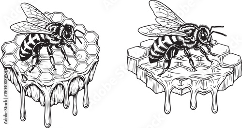 Honey Bee Sitting on Honeycomb Vintage Engraving. 