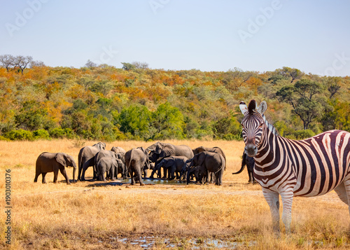 A Zebra standing in yellow grass on Safari watching, Africa savannah - A group of elephant families go to the water's edge for a drink - African elephants standing near lake in Kruger National Park, S