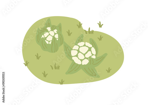 ふきのとう　イラスト