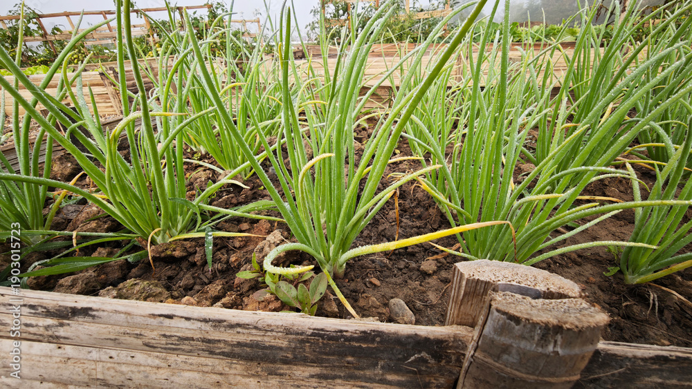 Obraz premium Spring onion growing in the garden bed
