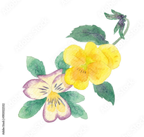 水彩で描いたビオラの花のイラスト