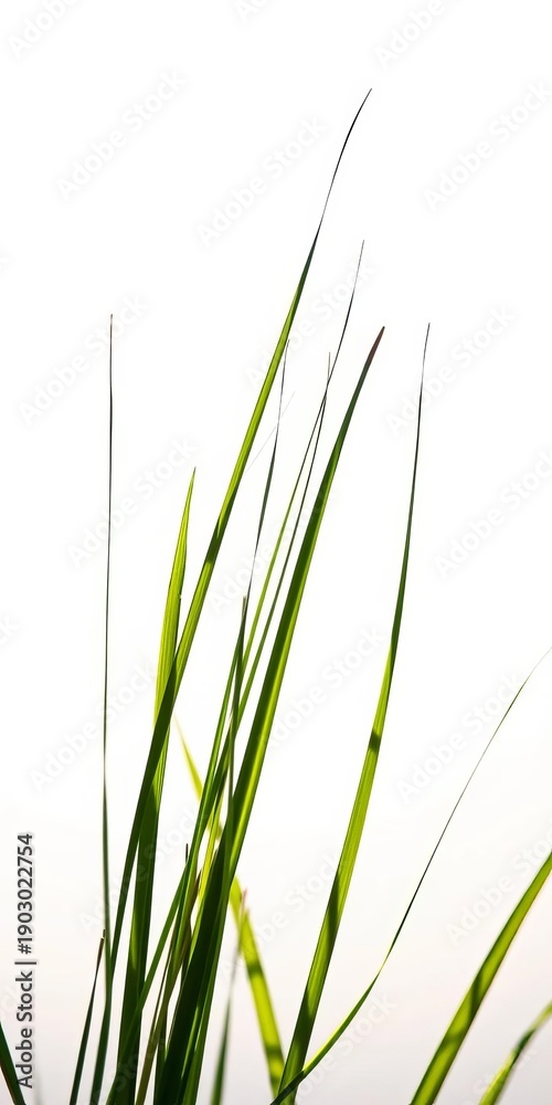 Obraz premium Delicate grass blades caught in crisp studio light, a minimalist study of organic geometry against a luminous backdrop, texture, studio