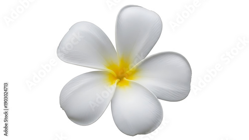Stunning white plumeria flower with yellow center