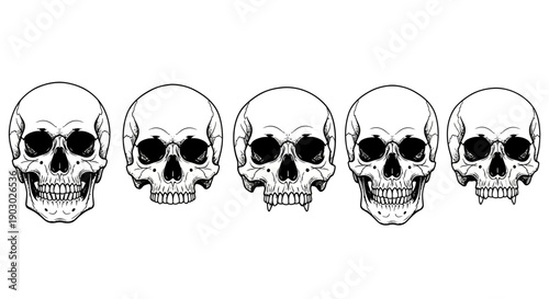 A row of five detailed black and white illustrations of human skulls, varying slightly in size.