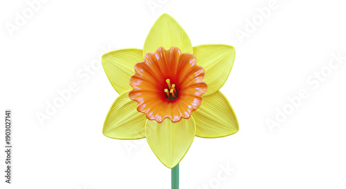 Yellow and Orange Daffodil Flower