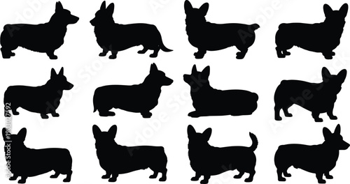 Corgi dog silhouette collection, Welsh corgi breed standing and sitting poses, cute pet canine shapes illustration isolated set on white background vector