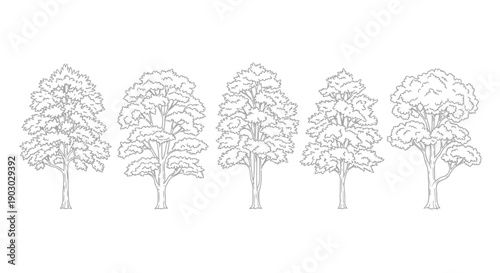A collection of five detailed black and white line drawings of deciduous trees, showcasing variations in their canopy and trunk structures.