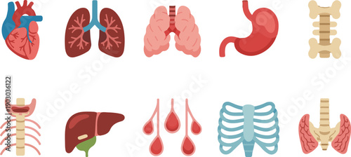 Internal human organs vector set: heart, lungs, stomach, liver, spine, kidneys, and body systems. Isolated  white background