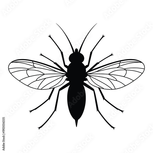 Gnat head close-up with wings Vector, Silhouette, Illustration