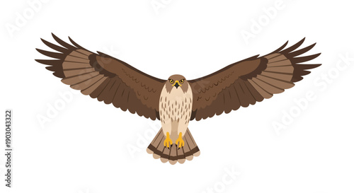 Illustration of a soaring hawk with outstretched wings on white background
