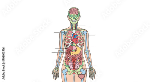 Detailed anatomical illustration of human internal organs and skeleton