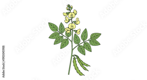 Detailed botanical illustration of a vibrant legume plant showcasing delicate yellow blossoms and developing green pods