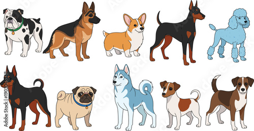 Cute Cartoon Vector Illustration Set of Various Popular Dog Breeds Including German Shepherd, Husky, Corgi, Bulldog, Pug, Poodle, and Doberman