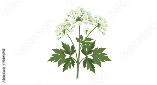 A vibrant botanical illustration showcasing delicate white umbrella-shaped florets atop lush green foliage against a crisp clean background perfect