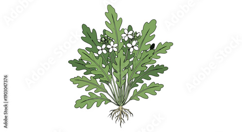 Vibrant botanical illustration of a robust green plant featuring distinctive lobed leaves and delicate white flowers with clearly depicted intricate