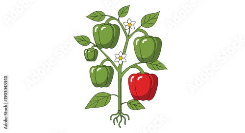 Vibrant illustration of a bell pepper plant showing green and red fruits, delicate blossoms, and roots. Ideal for healthy eating, gardening, and
