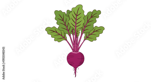 Vibrant fresh beetroot vegetable illustration showcasing its earthy root and lush green leaves, a perfect symbol of healthy eating and organic