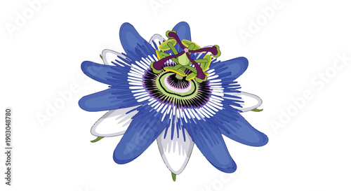 A vividly illustrated botanical marvel displaying intricate petals and vibrant central structures on a pristine background