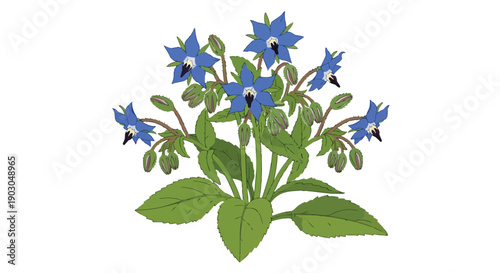 Vibrant borage plant illustration featuring delicate blue star-shaped flowers and verdant foliage with buds