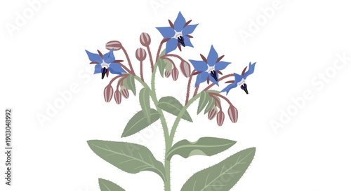 Borage plant illustration vibrant blue star flowers dark anthers green leaves delicate buds pure white background natural beauty herbal essence