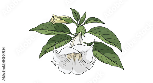 Exquisite botanical illustration showcasing a white trumpet-shaped bloom with lush green foliage emerging gracefully from the stem. A captivating