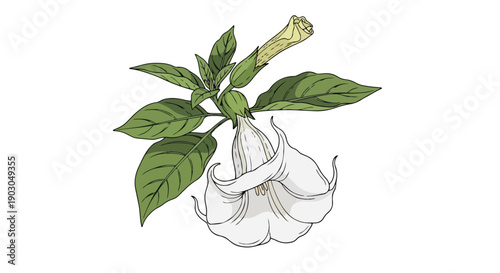 An exquisite botanical rendition of a pristine white bell-shaped blossom nestled among rich emerald foliage, evoking the serene elegance of a