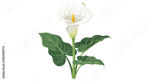 Elegant white calla lily illustration with vibrant green foliage standing tall and serene on a pure background