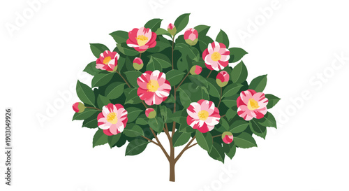 Vibrant camellia plant illustration featuring striped pink and white blossoms amidst lush green foliage and delicate buds representing springtime