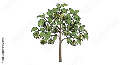 Exotic ylang-ylang tree with vibrant green foliage and unique yellow-green flowers a fresh botanical drawing